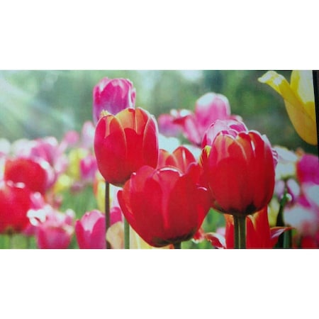 Custom Printed Rugs DM 71 Tulips Non Slip Indoor Door Mat 27 x 18 in DM  71